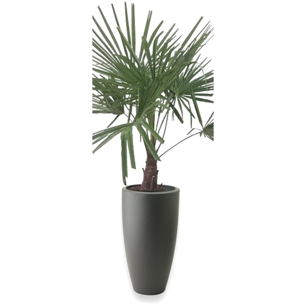 Winterharde Palmboom stamhoogte 30 cm en hoogte 120 cm in vaas Pure Soft Round high 35 antractiet Elho Warentuin Natuurlijk