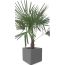 Winterharde Palmboom Stamhoogte 30 Cm En Hoogte 120 Cm In Pot Pure huismerk kopen in de aanbieding