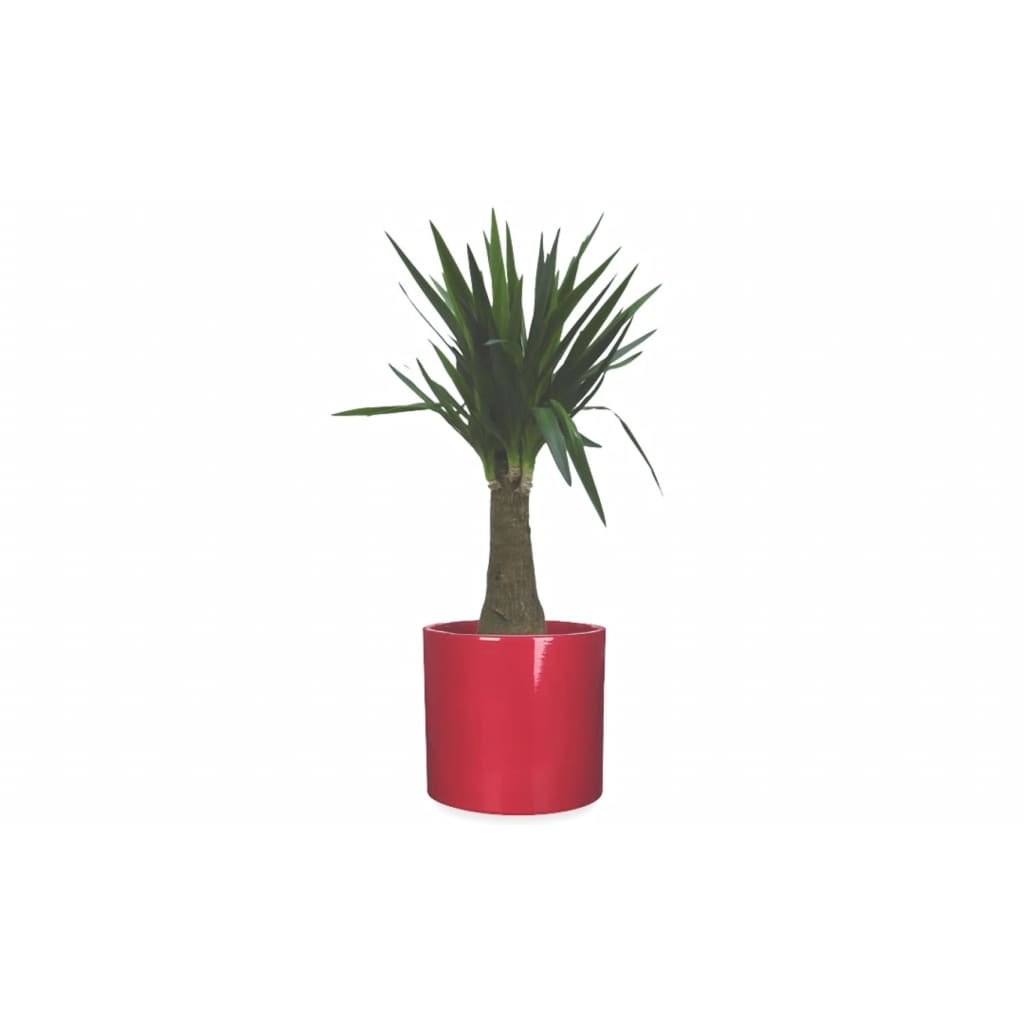 Kamerplant groot Yucca 90 cm in Pot Rond Era 31 x 32.5 cm rood Mica Warentuin Natuurlijk