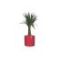 Kamerplant Groot Yucca 90 Cm In Pot Rond Era 31 X 325 Cm Rood Mica huismerk kopen in de aanbieding