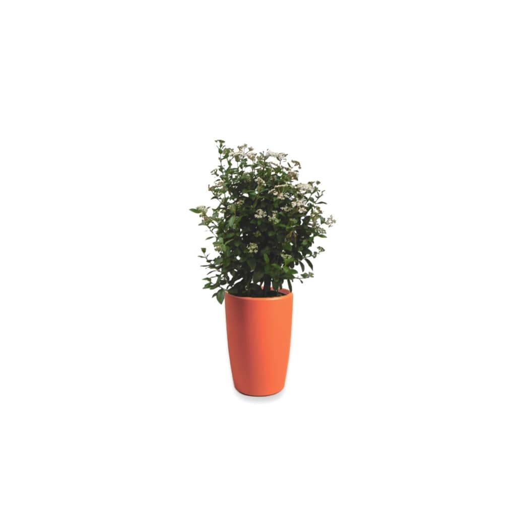 Viburnum Tinus 50 cm in Essence vaas Orange D45 H66.5 cm Warentuin Natuurlijk