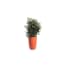 Viburnum Tinus 50 Cm In Essence Vaas Orange D45 H665 Cm Warentuin huismerk kopen in de aanbieding Viburnum Tinus 50 Cm In Essence Vaas Orange D45 H665 Cm Warentuin huismerk kopen in de aanbieding