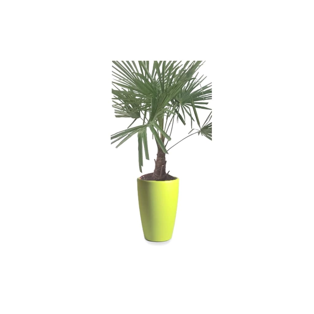 Winterharde Palmboom stamhoogte 30 cm en hoogte 120 cm in Essence vaas Lime Green D45 H66.5 cm Warentuin Natuurlijk