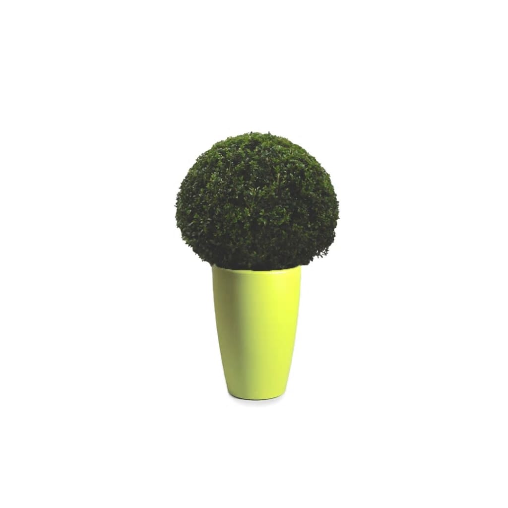 Buxus Bol 40 cm in Essence vaas Lime Green D45 H66.5 cm Warentuin Natuurlijk