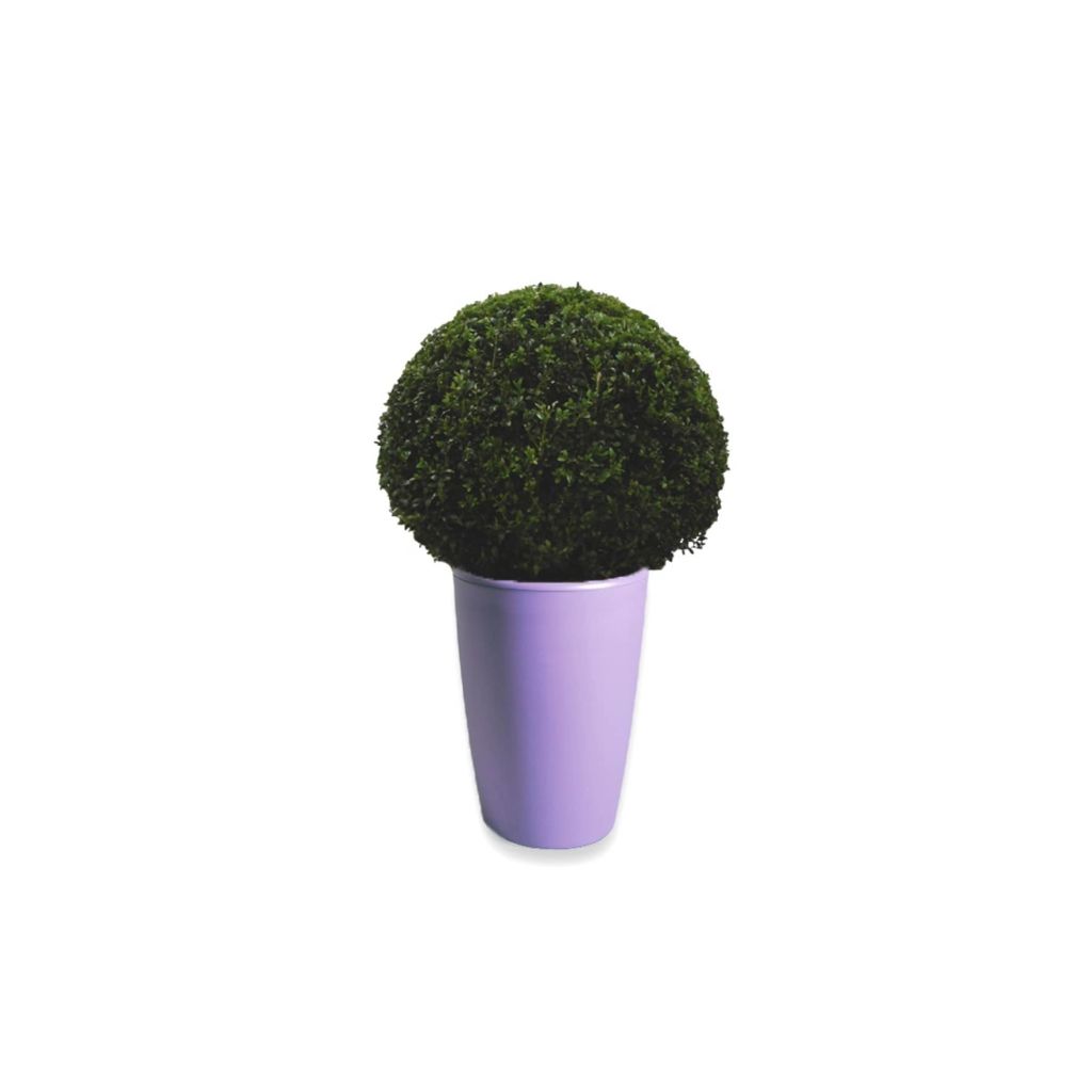 Buxus Bol 40 cm in Essence vaas lila 45 x 66,5 cm Mcollections Warentuin Natuurlijk