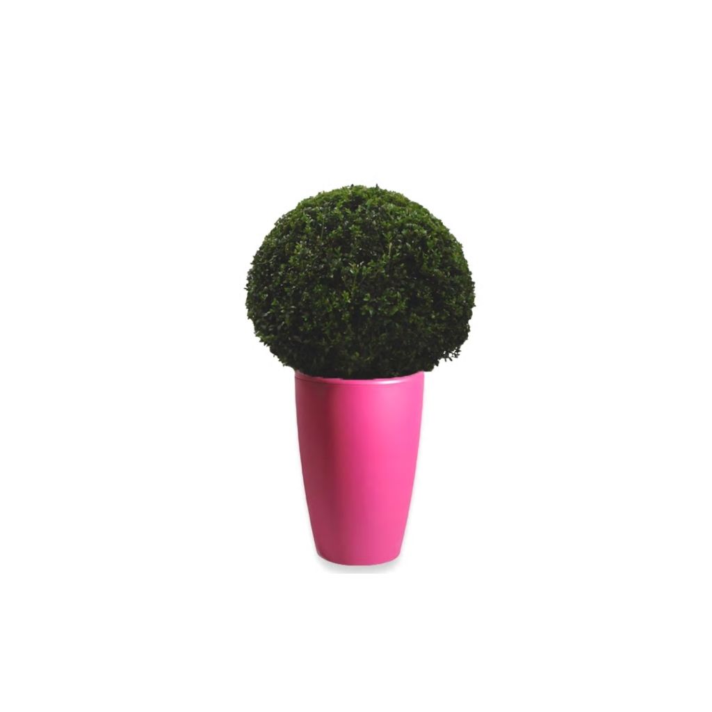 Buxus Bol 40 cm in Essence vaas fuchsia 45 x 66,5 cm Mcollections Warentuin Natuurlijk