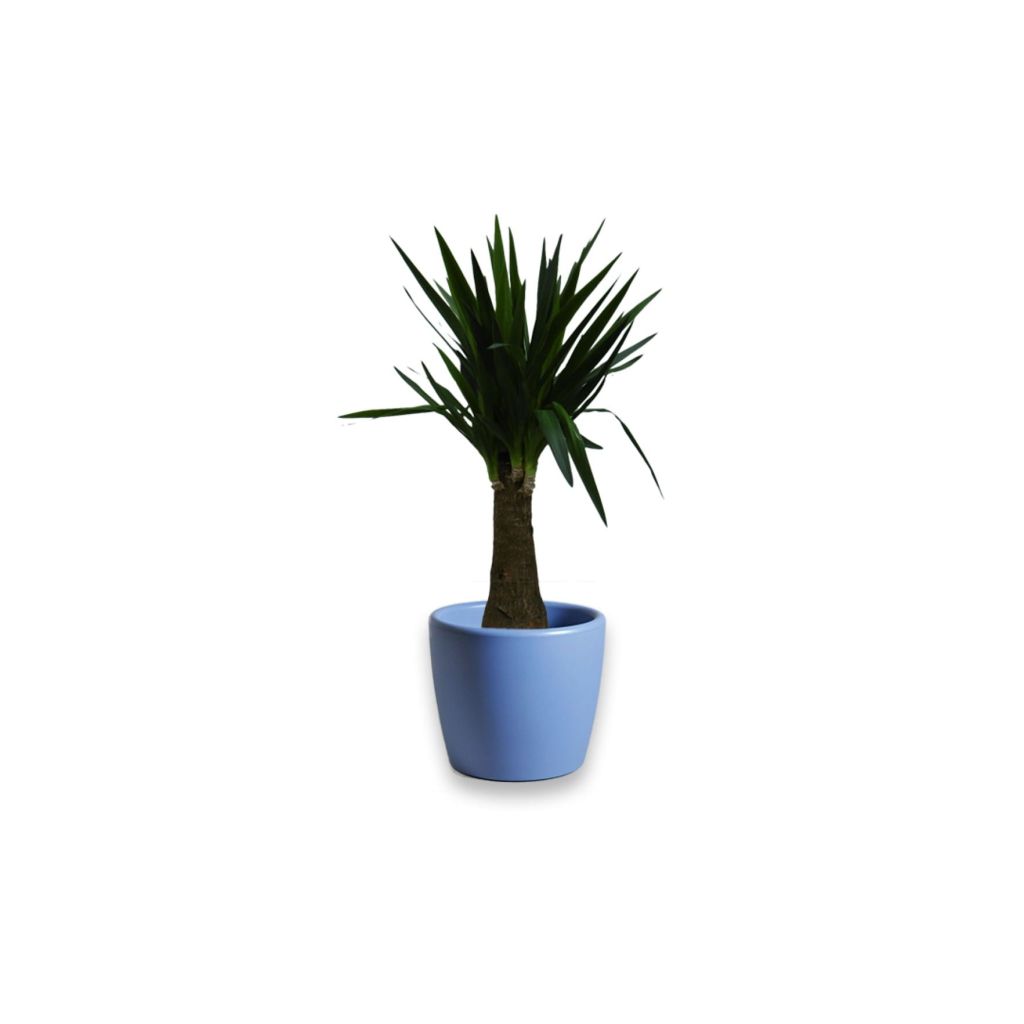 Kamerplant groot Yucca 90 cm in Essence Boule pot blauw 45 cm Mcollections Warentuin Natuurlijk