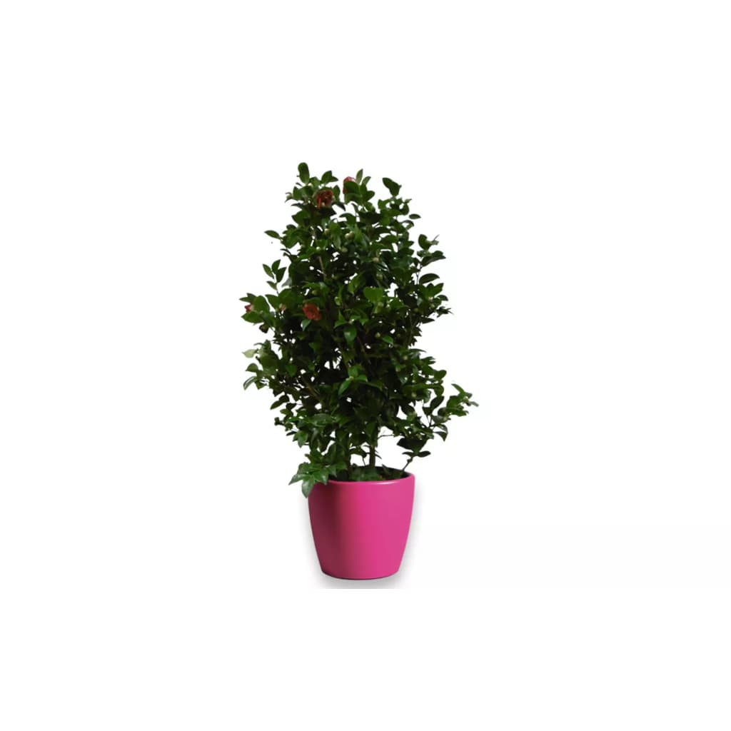 Camelia rood 90 cm in Essence Boule pot fuchsia 45 cm Mcollections Warentuin Natuurlijk