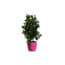Camelia Rood 90 Cm In Essence Boule Pot Fuchsia 45 Cm Mcollections huismerk kopen in de aanbieding Camelia Rood 90 Cm In Essence Boule Pot Fuchsia 45 Cm Mcollections huismerk kopen in de aanbieding