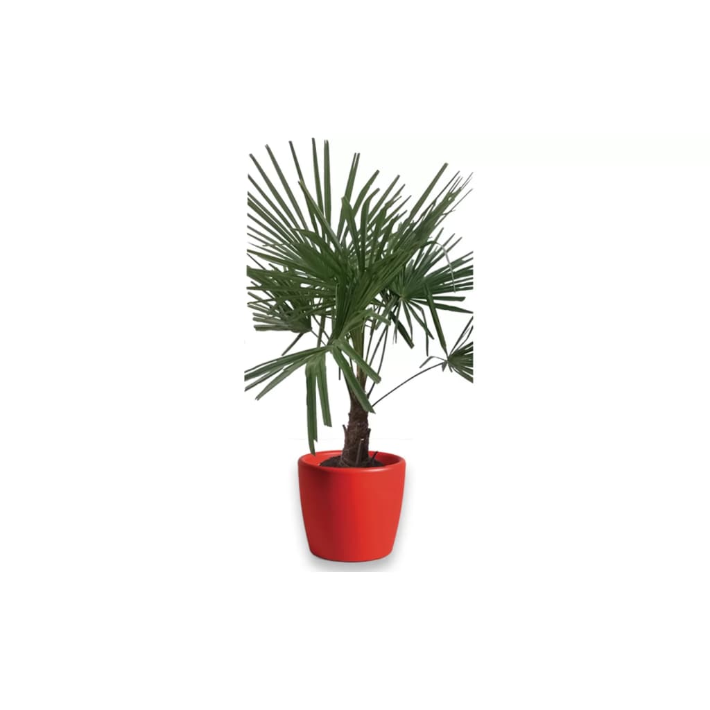 Winterharde Palmboom stamhoogte 30 cm en hoogte 120 cm in Essence Boule pot rood 45 cm Mcollections Warentuin Natuurlijk