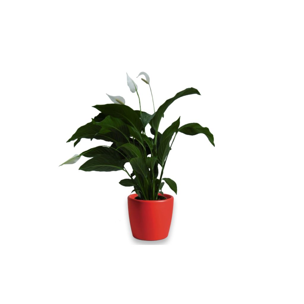 Lepelplant Spathiphyllum 90 cm in Essence Boule pot rood 45 cm Mcollections Warentuin Natuurlijk