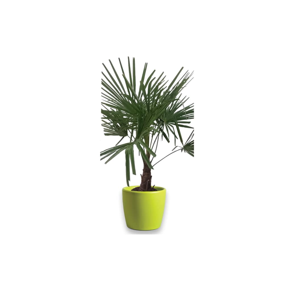 Winterharde Palmboom stamhoogte 30 cm en hoogte 120 cm in Essence Boule pot Lime Green D45 H39.5 cm Warentuin Natuurlijk