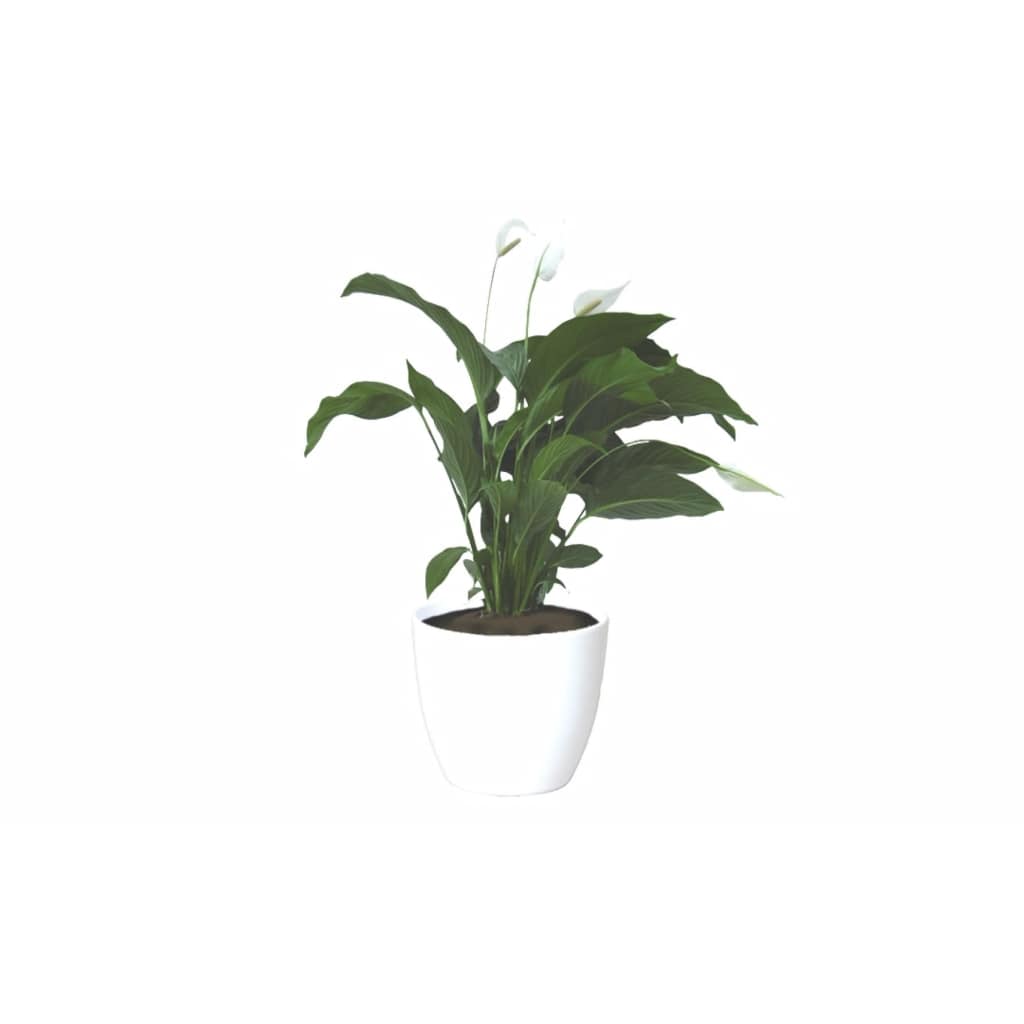 Lepelplant Spathiphyllum 90 cm in bloempot Boule d40 h33.5 wit es/35 Floran Warentuin Natuurlijk