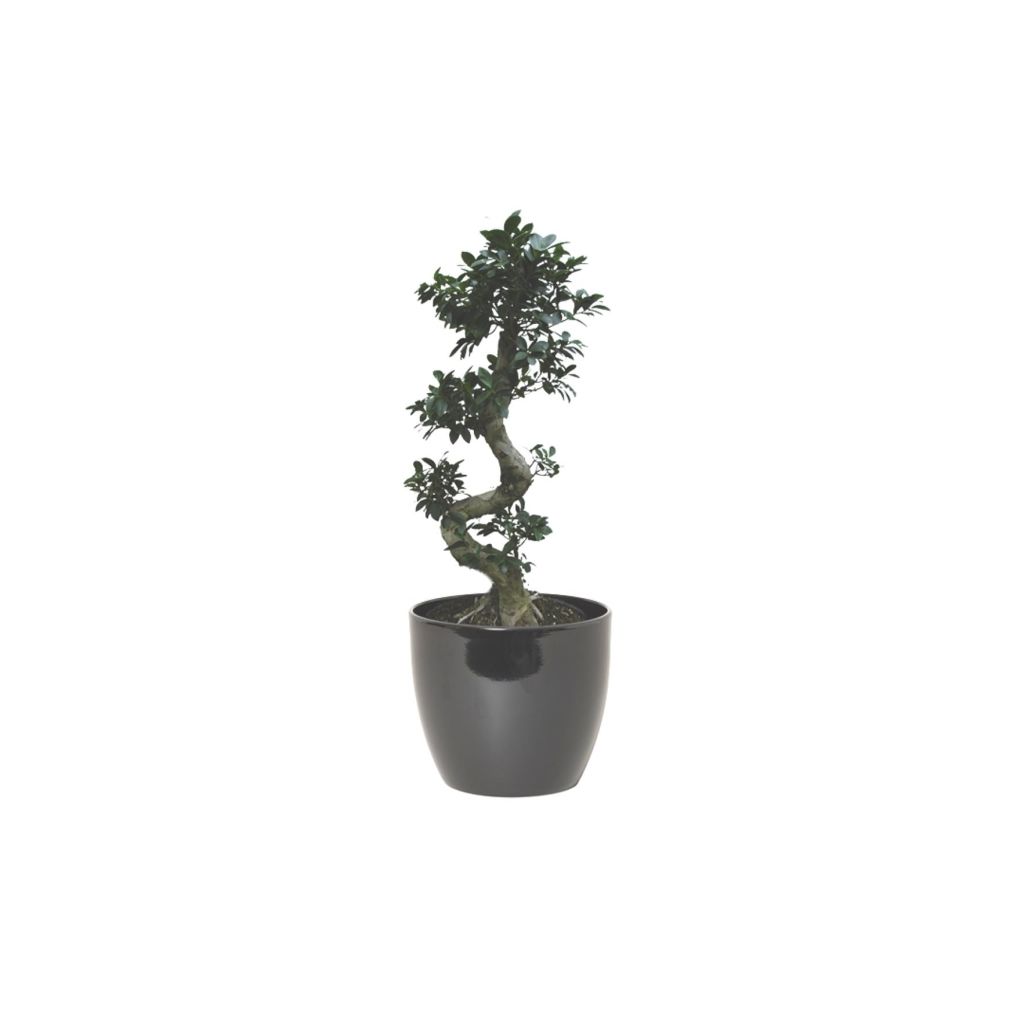 Kamerplant Bonsai Ficus 70 cm in pot Boule d40 h33.5 cm zwart es/35 Floran Warentuin Natuurlijk