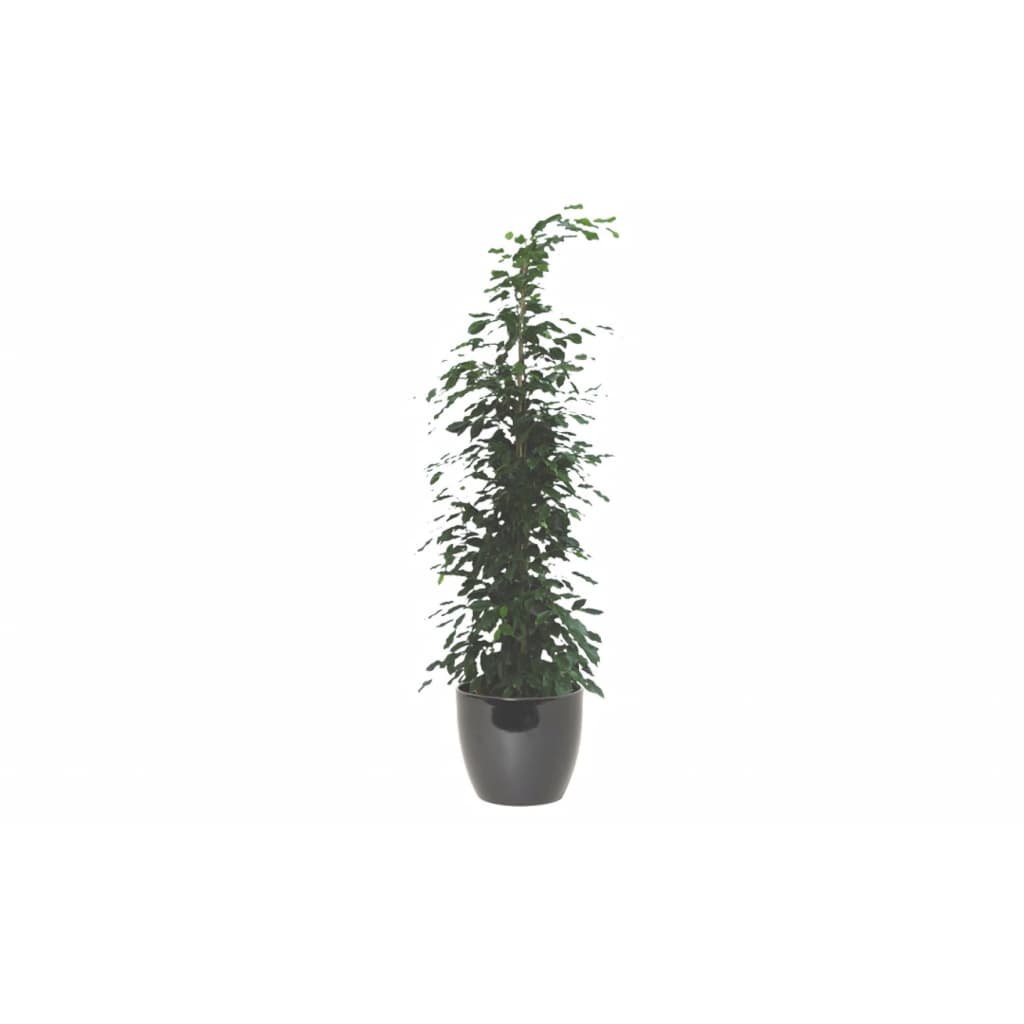 Kamerplant groot Ficus Benjamina Danita 120 cm in pot Boule d40 h33.5 cm zwart es/35 Floran Warentuin Natuurlijk