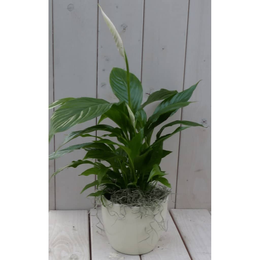 Warentuin Natuurlijk Lepelplant Spathiphyllum creme pot 40 cm