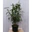 Vlinderstruik Buddleja Paars Groot 80 Cm Warentuin Natuurlijk huismerk kopen in de aanbieding Vlinderstruik Buddleja Paars Groot 80 Cm Warentuin Natuurlijk huismerk kopen in de aanbieding