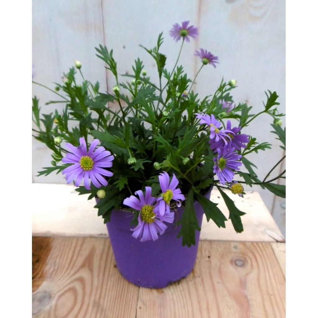Warentuin Natuurlijk 3 Stuks Margrietje Eenjarig Blauw huismerk kopen in de aanbieding Warentuin Natuurlijk 3 Stuks Margrietje Eenjarig Blauw huismerk kopen in de aanbieding