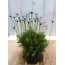 3 Stuks Felicia huismerk kopen in de aanbieding 3 Stuks Felicia huismerk kopen in de aanbieding