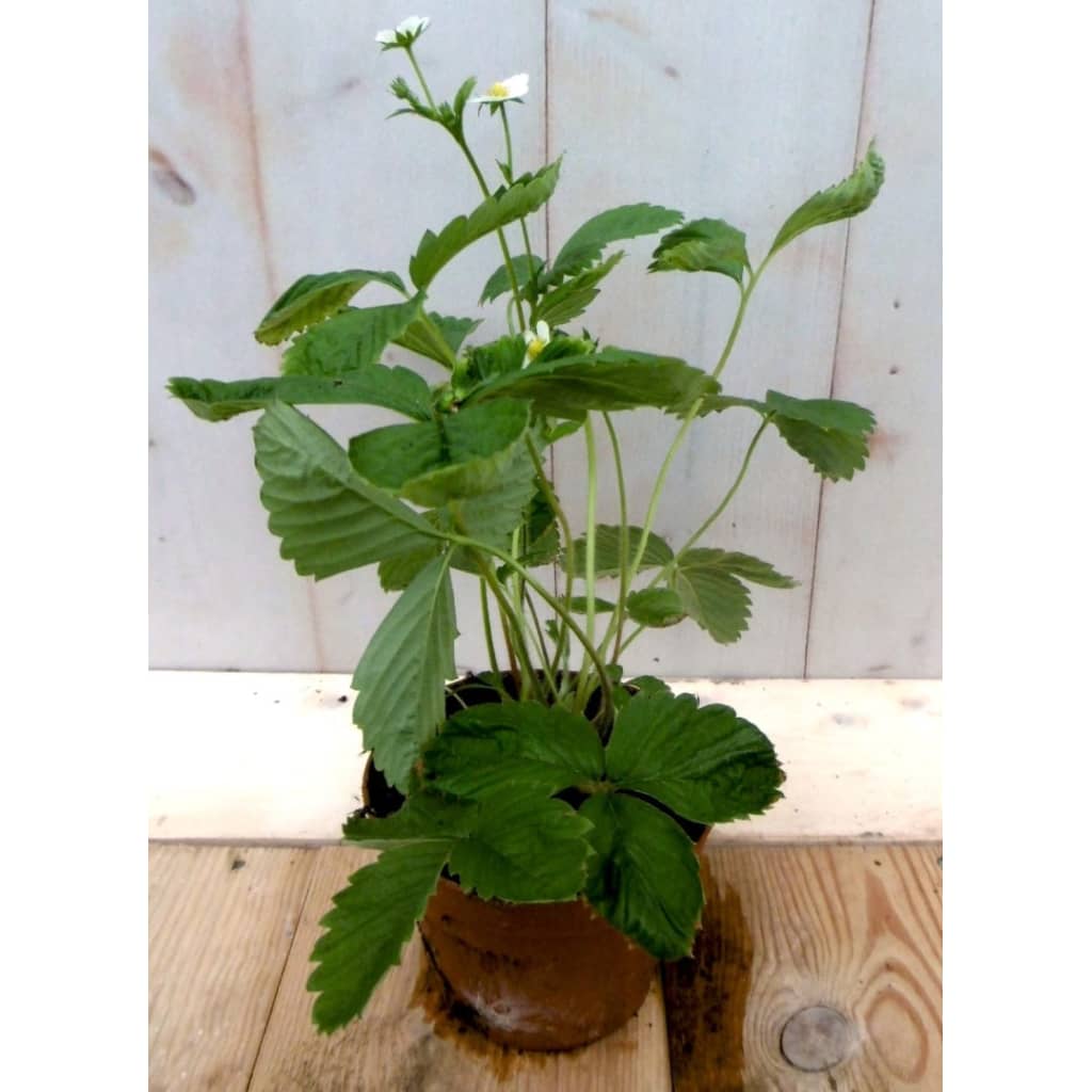 Warentuin Natuurlijk 5 Stuks Vasteplant Aardbei huismerk kopen in de aanbieding Warentuin Natuurlijk 5 Stuks Vasteplant Aardbei huismerk kopen in de aanbieding