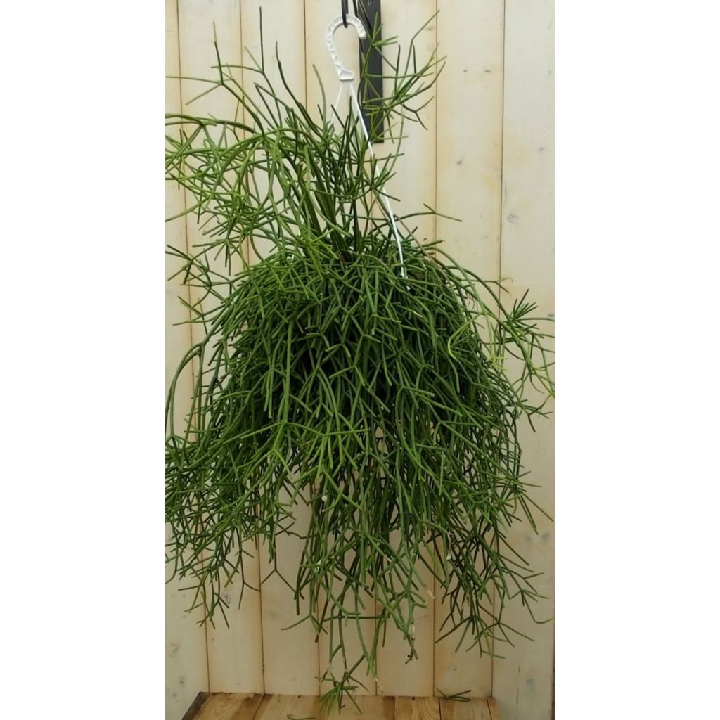 Rhipsalis trigona Warentuin