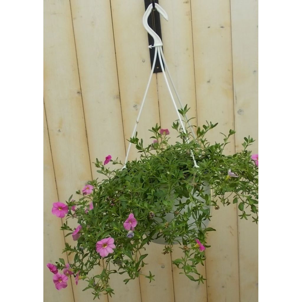 Warentuin Natuurlijk 5 Stuks Petunia Million Bells Rozedonker Roze huismerk kopen in de aanbieding