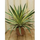 Yucca groengeel Warentuin
