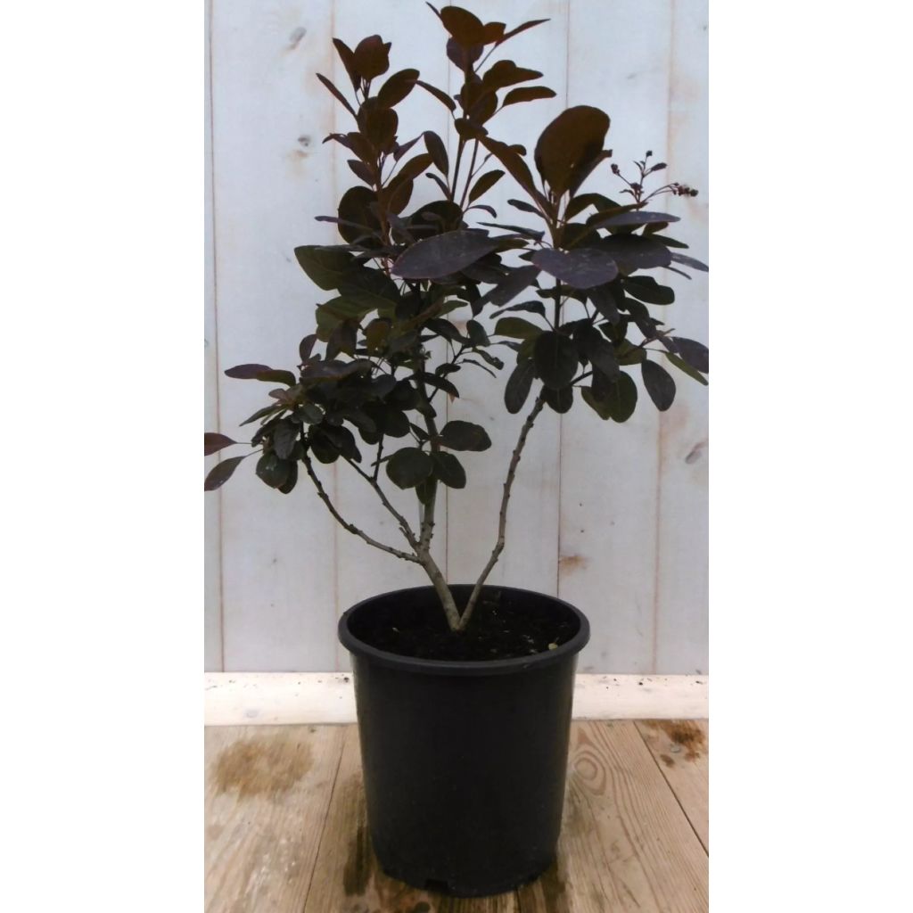 Warentuin Natuurlijk Cotinus Rood 40 Cm huismerk kopen in de aanbieding