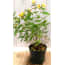 3 Stuks Hypericum huismerk kopen in de aanbieding 3 Stuks Hypericum huismerk kopen in de aanbieding