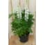 Lupinus Wit 50 huismerk kopen in de aanbieding