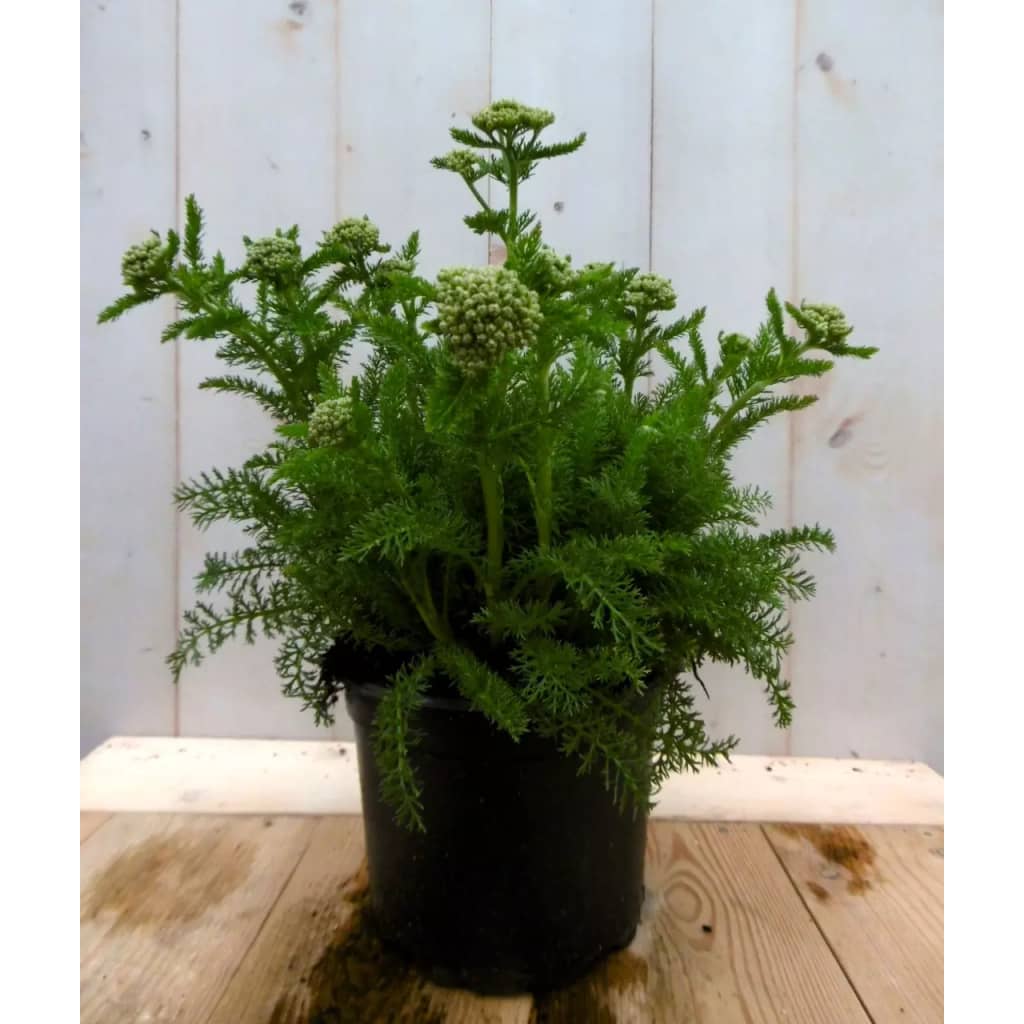 Warentuin Natuurlijk 3 Stuks Achillea Duizendblad Wit huismerk kopen in de aanbieding