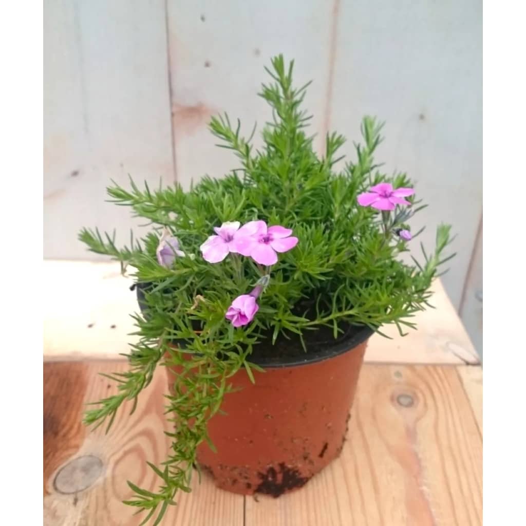 Warentuin Natuurlijk 3 Stuks Kruipphlox Vlambloem Roze huismerk kopen in de aanbieding