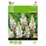 Buzzy 5 Stuks Lupinus Lupine Rose Laag Pink Fairy buzzy kopen in de aanbieding