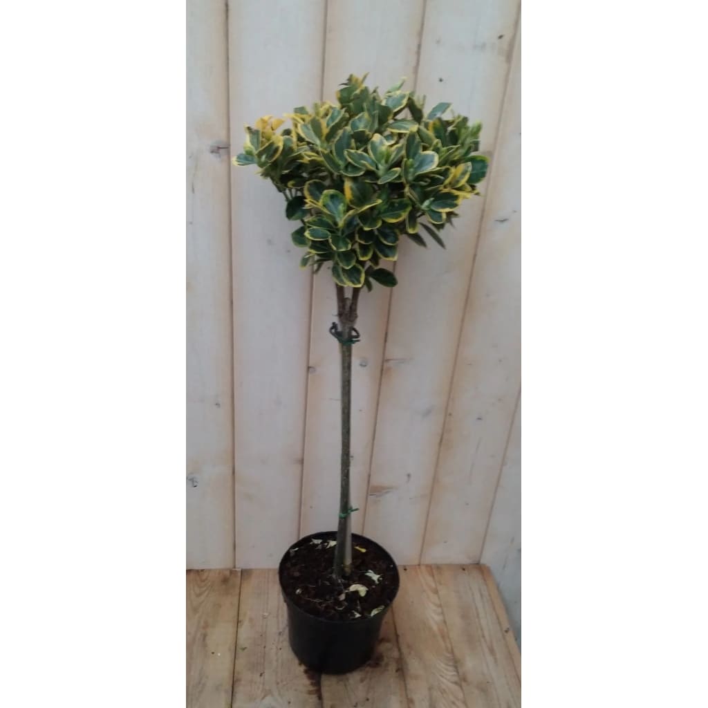 Warentuin Natuurlijk 2 Stuks Japanse Kardinaalsmuts Euonymus Marieke Geel Bont huismerk kopen in de aanbieding Warentuin Natuurlijk 2 Stuks Japanse Kardinaalsmuts Euonymus Marieke Geel Bont huismerk kopen in de aanbieding