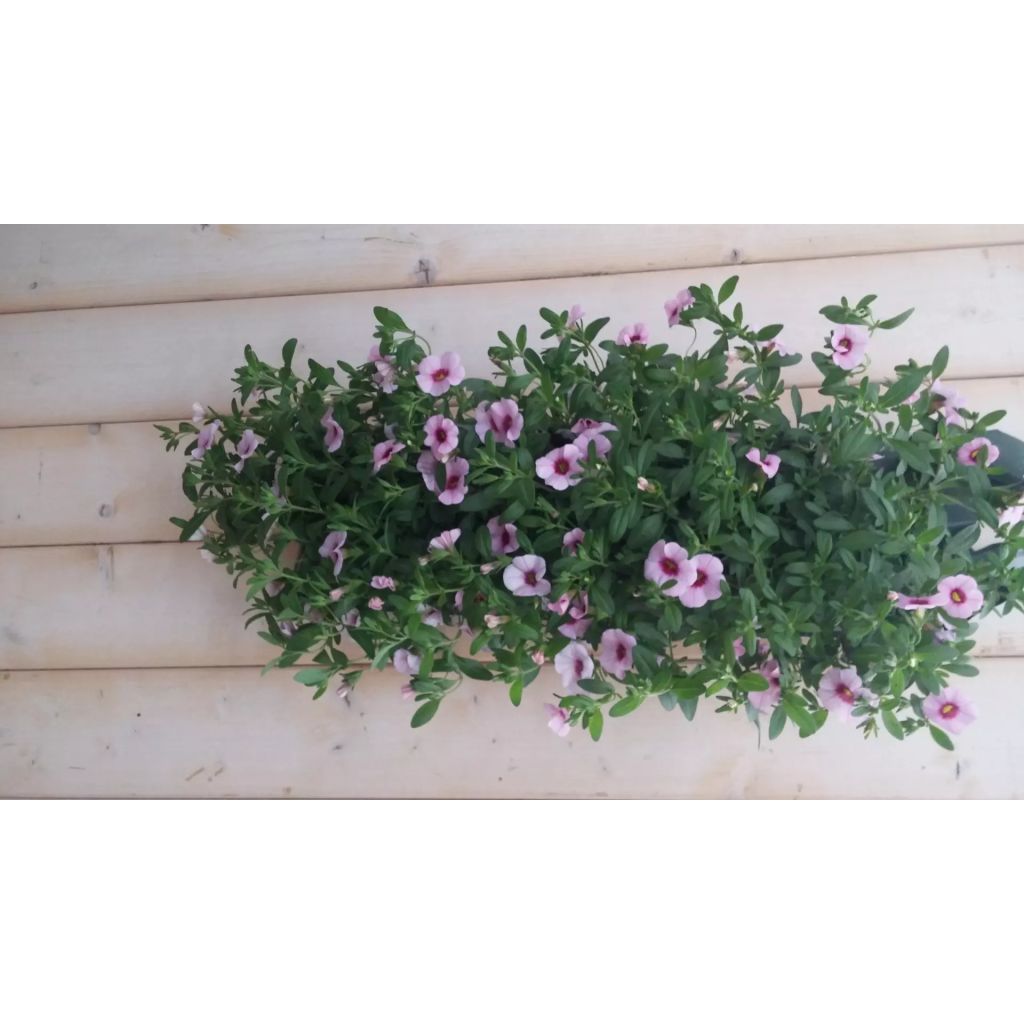 Warentuin Natuurlijk 2 Stuks Hangzak Petunia Million Bells Kleur Varieert huismerk kopen in de aanbieding Warentuin Natuurlijk 2 Stuks Hangzak Petunia Million Bells Kleur Varieert huismerk kopen in de aanbieding