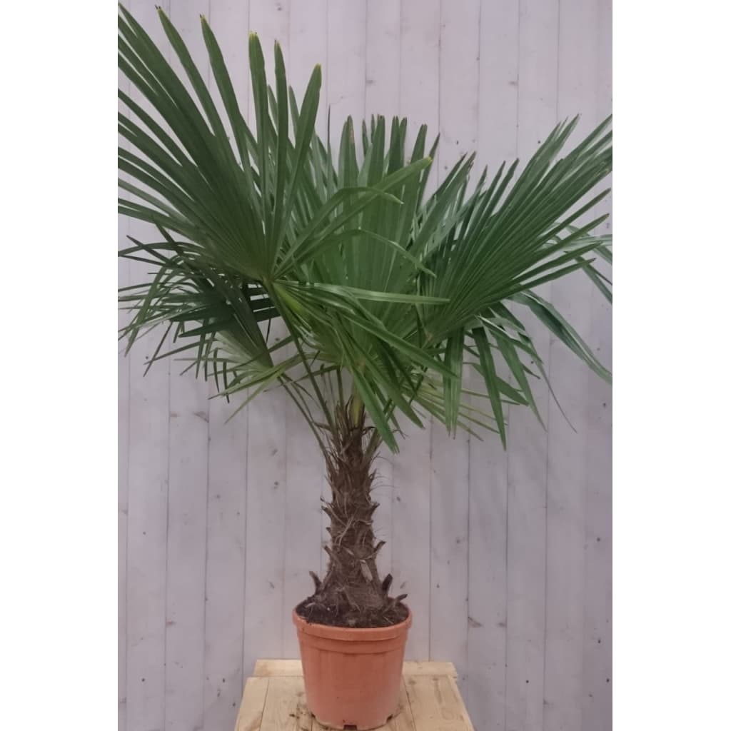 Afbeelding Winterharde Palmboom stamhoogte 30 cm en hoogte 150 cm Warentuin Natuurlijk door Vidaxl.nl