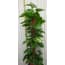Kamerplant Epipremnum 100 huismerk kopen in de aanbieding Kamerplant Epipremnum 100 huismerk kopen in de aanbieding
