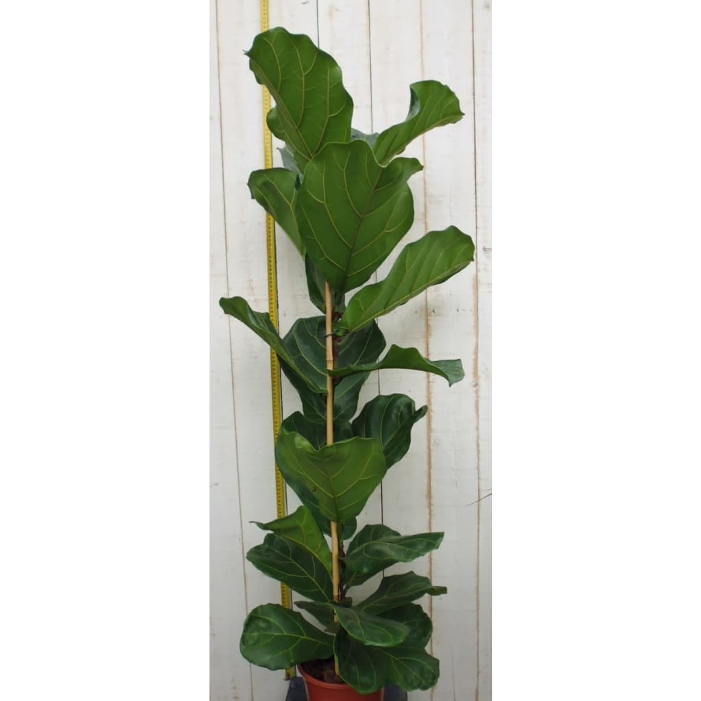 Kamerplant groot Ficus lyrata 100 cm Warentuin Natuurlijk