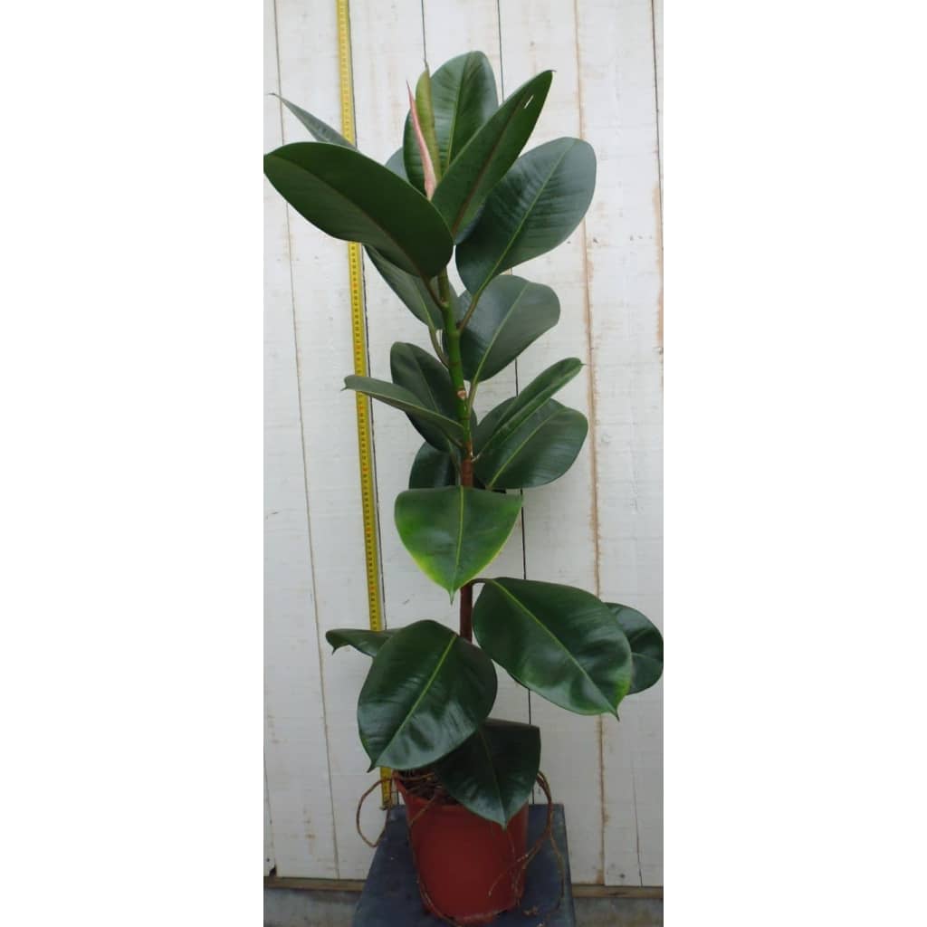Kamerplant Ficus elastica robusta 80 cm Warentuin Natuurlijk