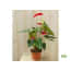 Flamingoplant Anthurium Rood 60 huismerk kopen in de aanbieding