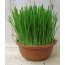 2 Stuks Kattengras huismerk kopen in de aanbieding 2 Stuks Kattengras huismerk kopen in de aanbieding