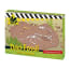 Moses Dino Fossiel Bartyonyx 18 Cm Terracotta moses kopen in de aanbieding Moses Dino Fossiel Bartyonyx 18 Cm Terracotta moses kopen in de aanbieding
