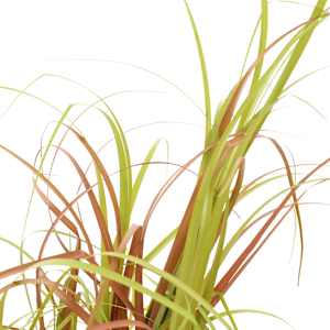 vidaXL Dirbtinis augalas-žolė, žalias, 55 cm