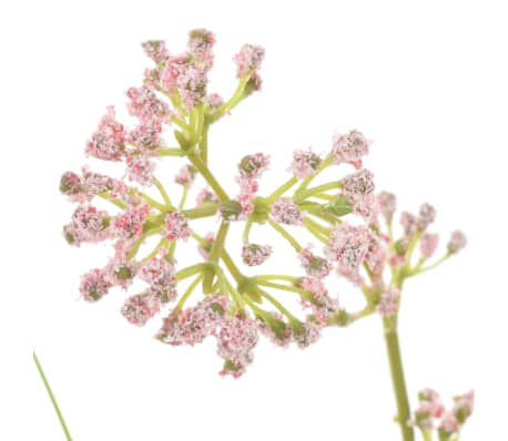 vidaXL Sztuczna trawa ozdobna z kwiatem, 75 cm