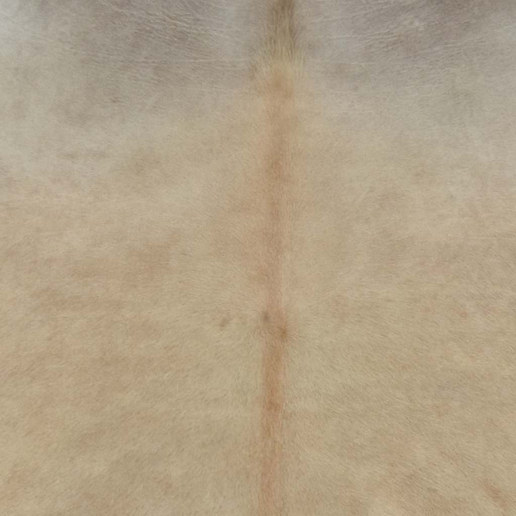 vidaXL Vloerkleed 150x170 cm echte runderhuid beige afbeelding
