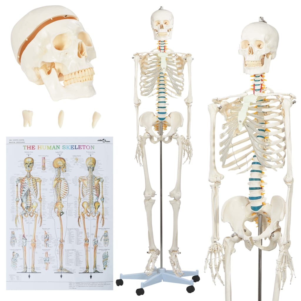 Ihmisanatomian opetusluuranko julisteella 181 cm