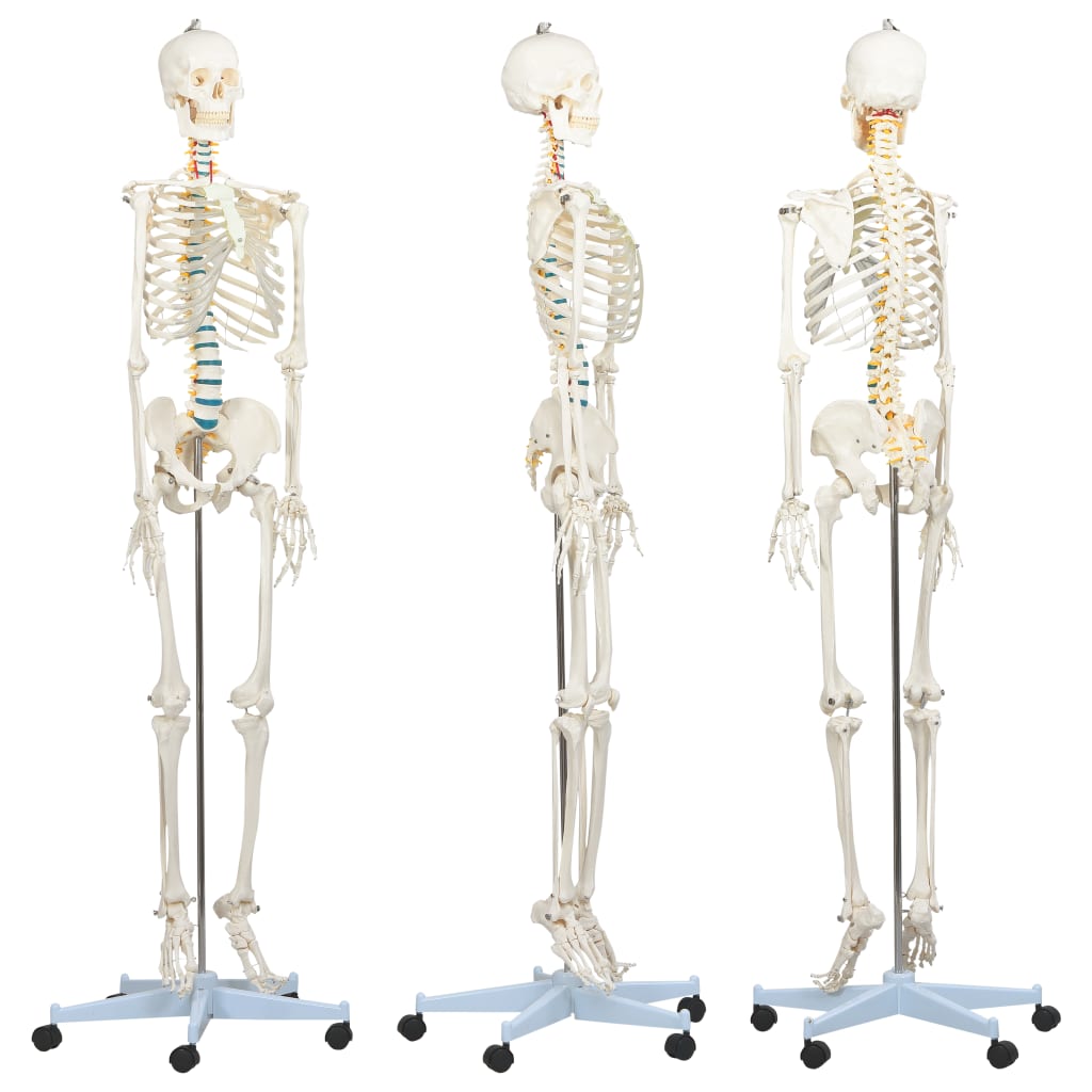 vidaXL Žmogaus skeleto modelis mokymuisi su plakatu, 181cm