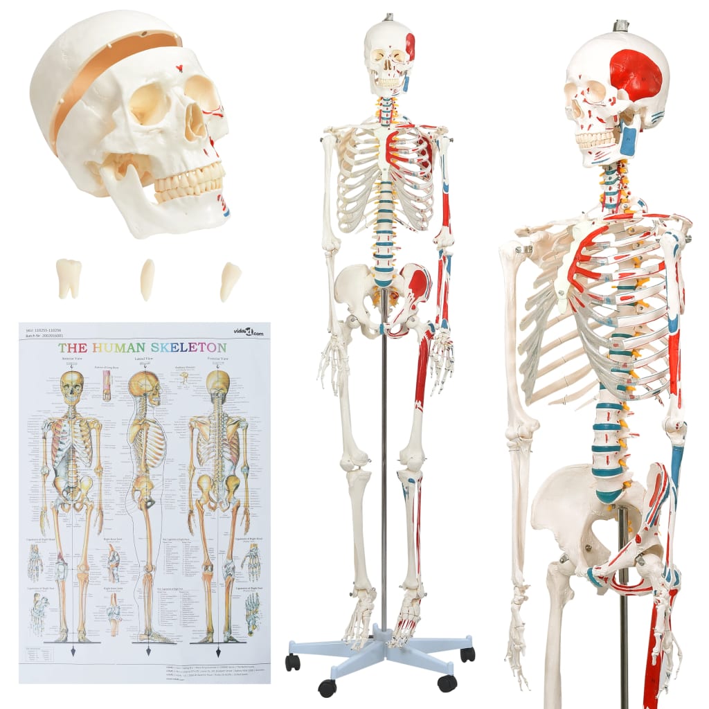 Ihmisanatomian opetusluuranko julisteella 181 cm