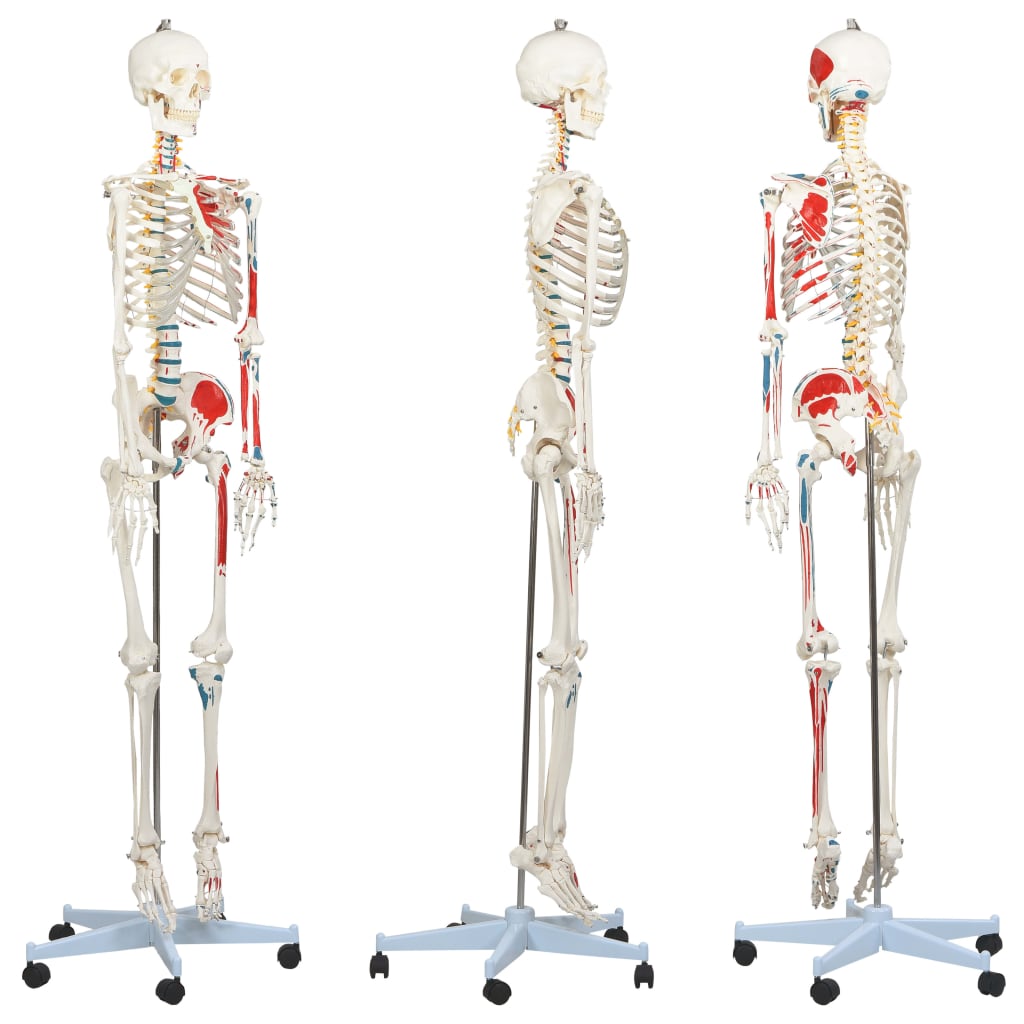 vidaXL Anatomický výukový model ľudskej kostry s plagátom 181 cm