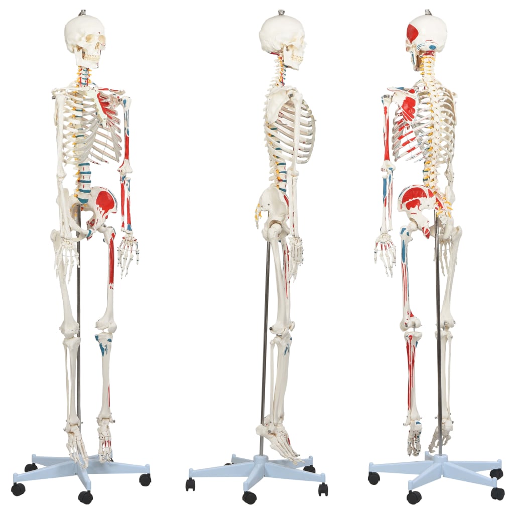 

vidaXL Anatomisch skelet menselijk lichaam onderwijsmodel 181 cm